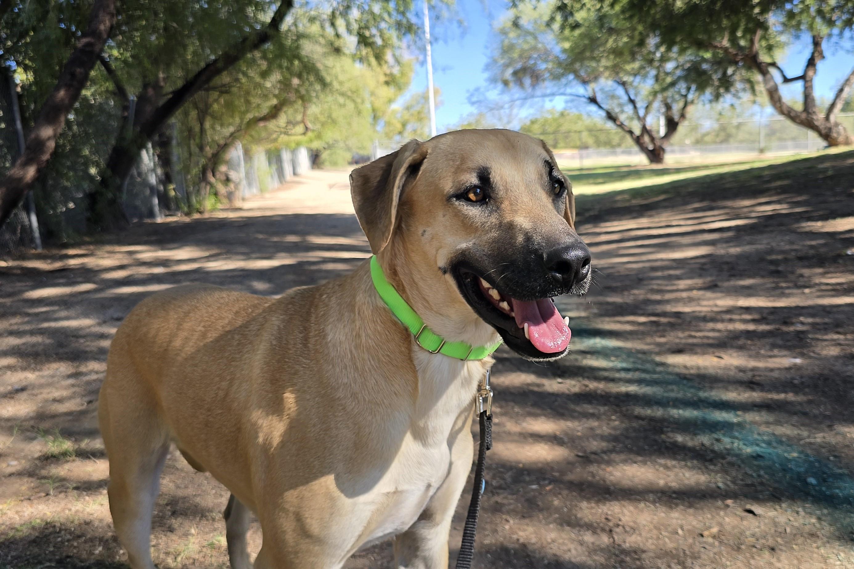 Roscoe , a ADOPTABLE mixed breed in Tucson, AZ image 4/6