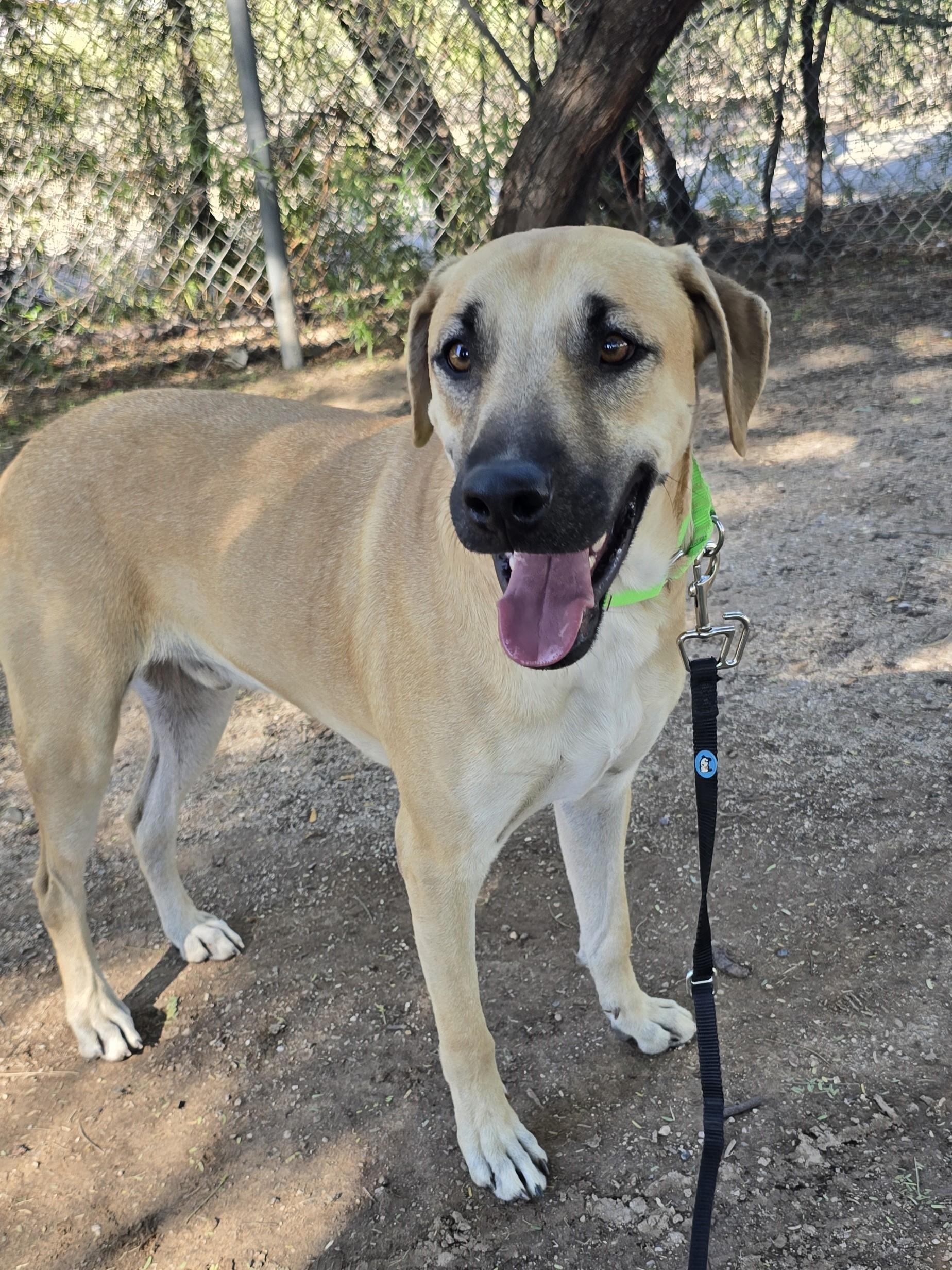 Roscoe , a ADOPTABLE mixed breed in Tucson, AZ image 5/6