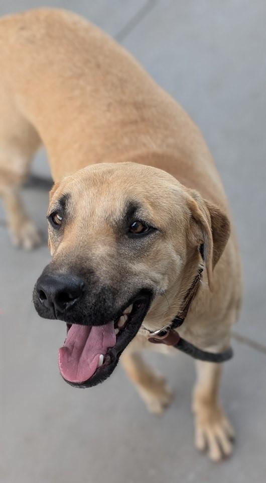Roscoe , a ADOPTABLE mixed breed in Tucson, AZ image 6/6