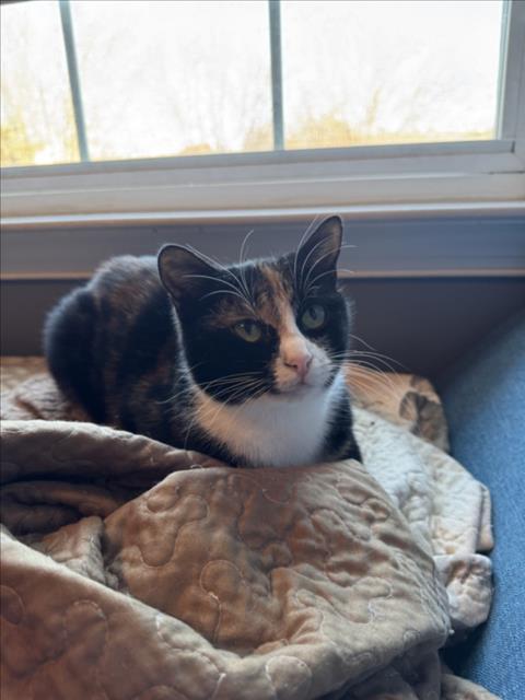 BONNIE, Adoptable, Young Female Domestic Short Hair.