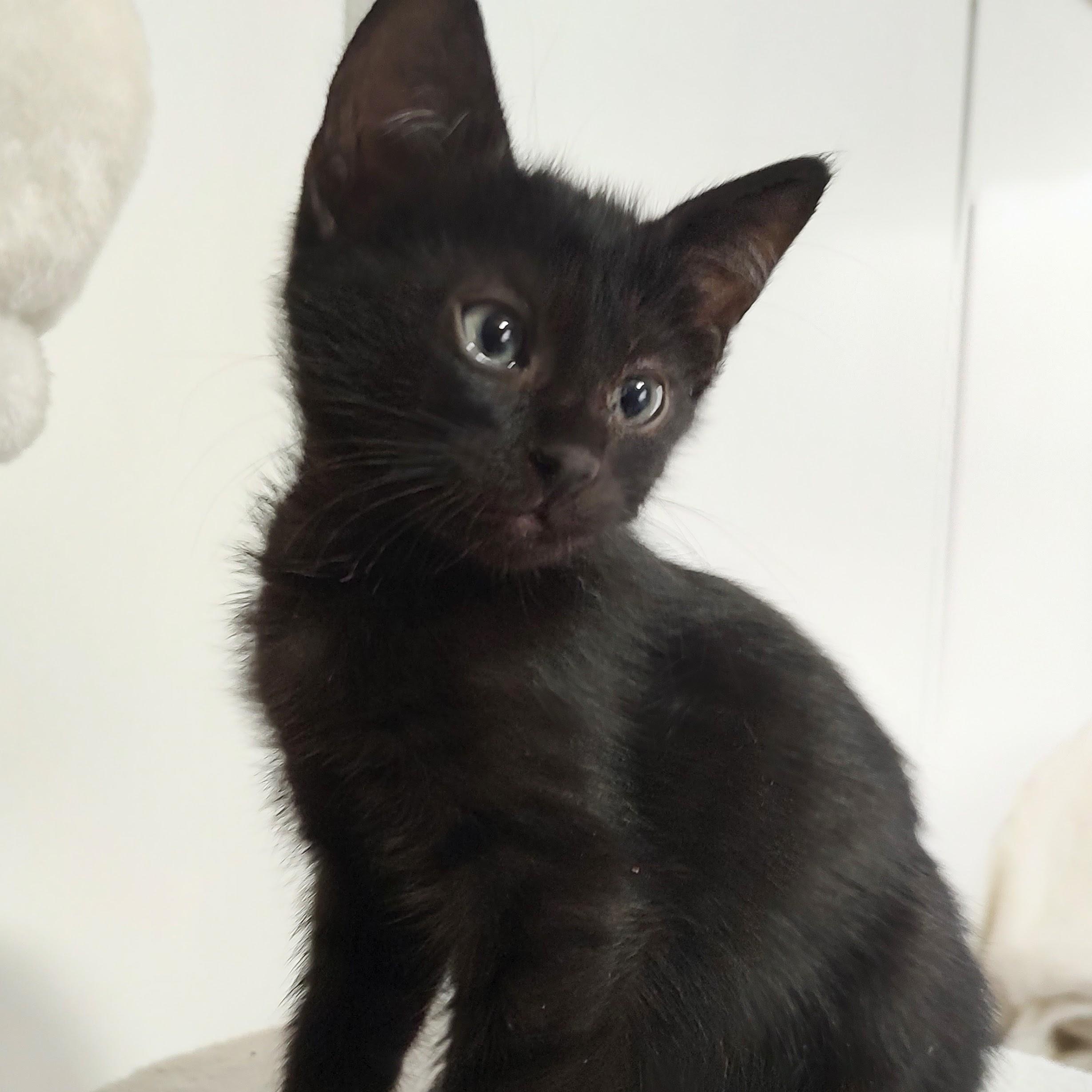 Tank, Adopted, Young Male Domestic Medium Hair.