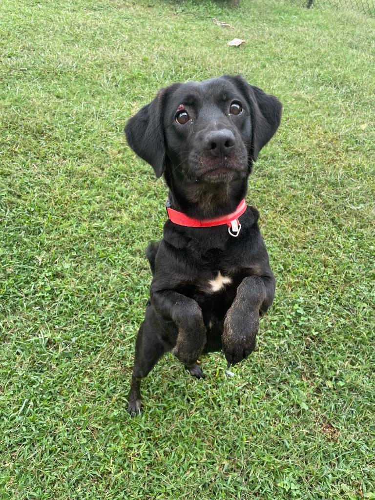 Enlarge Selene, a Adoptable mixed breed in Gallatin, TN image 1/3