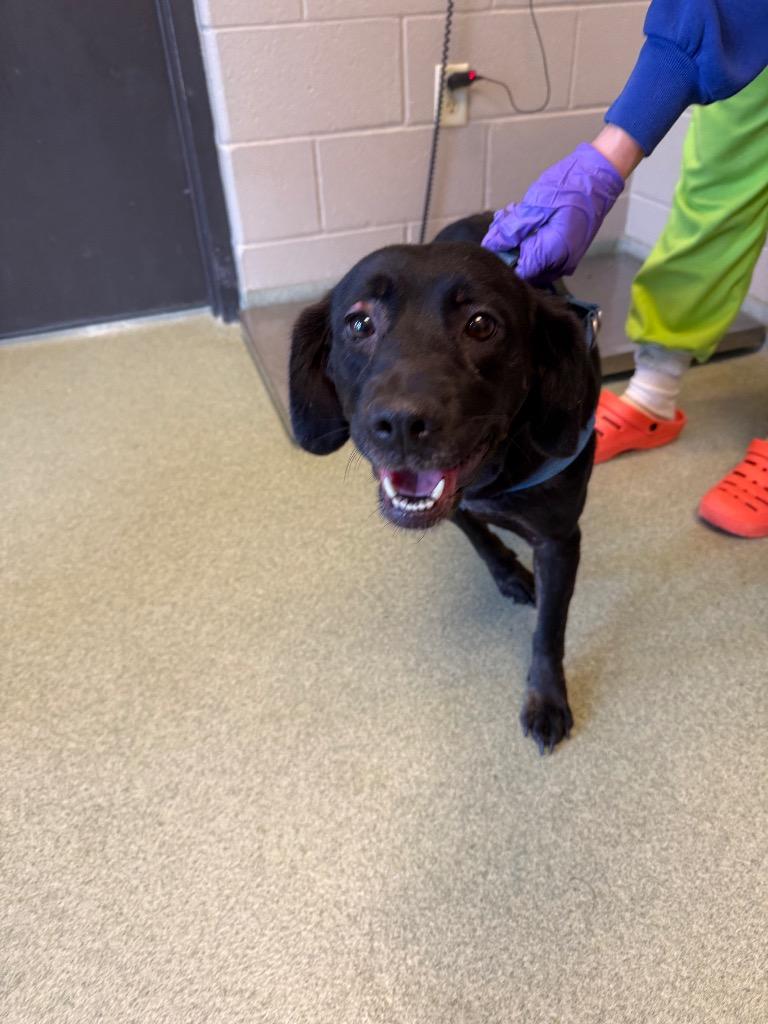 Enlarge Selene, a Adoptable mixed breed in Gallatin, TN image 2/3