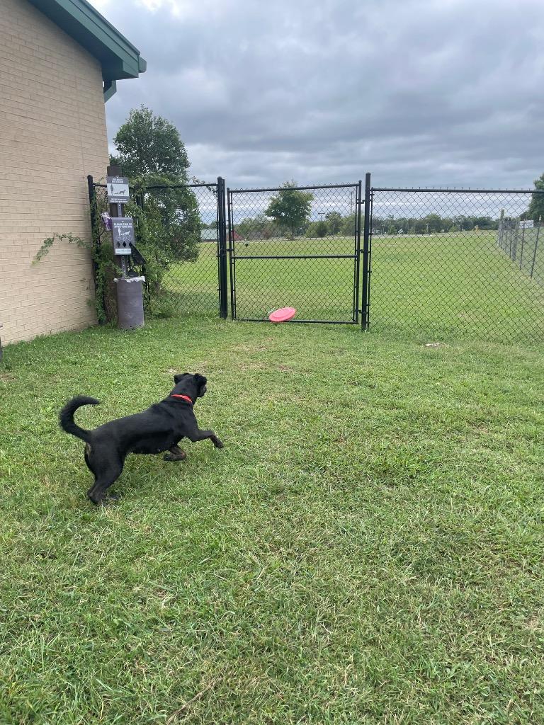 Enlarge Selene, a Adoptable mixed breed in Gallatin, TN image 3/3