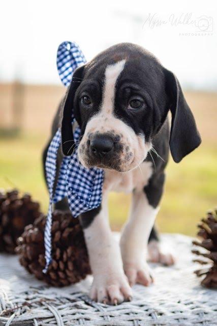 Enlarge Hawthorn (Male), a Adoptable English Coonhound in TULSA, OK image 4/6