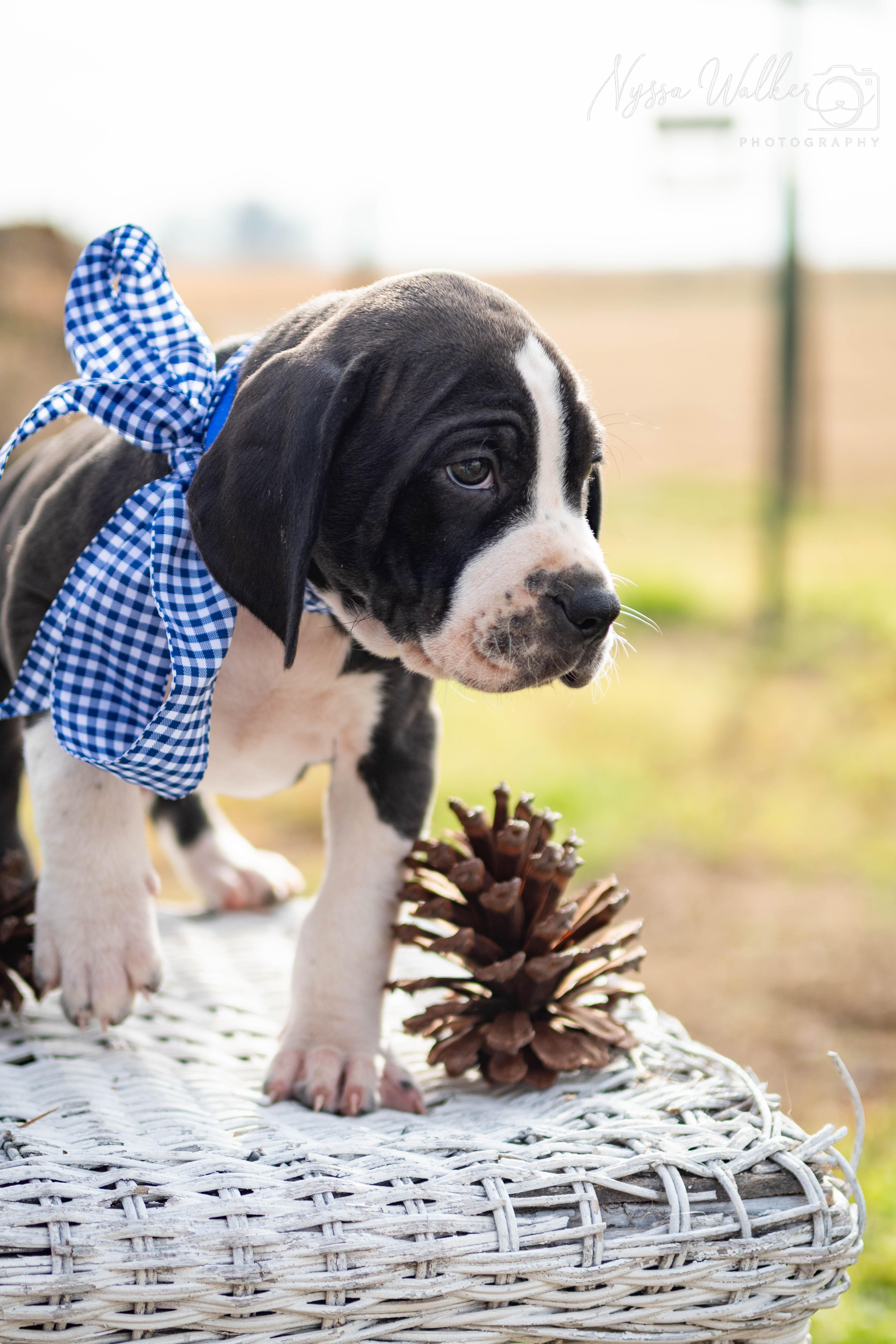 Enlarge Hawthorn (Male), a Adoptable English Coonhound in TULSA, OK image 3/6