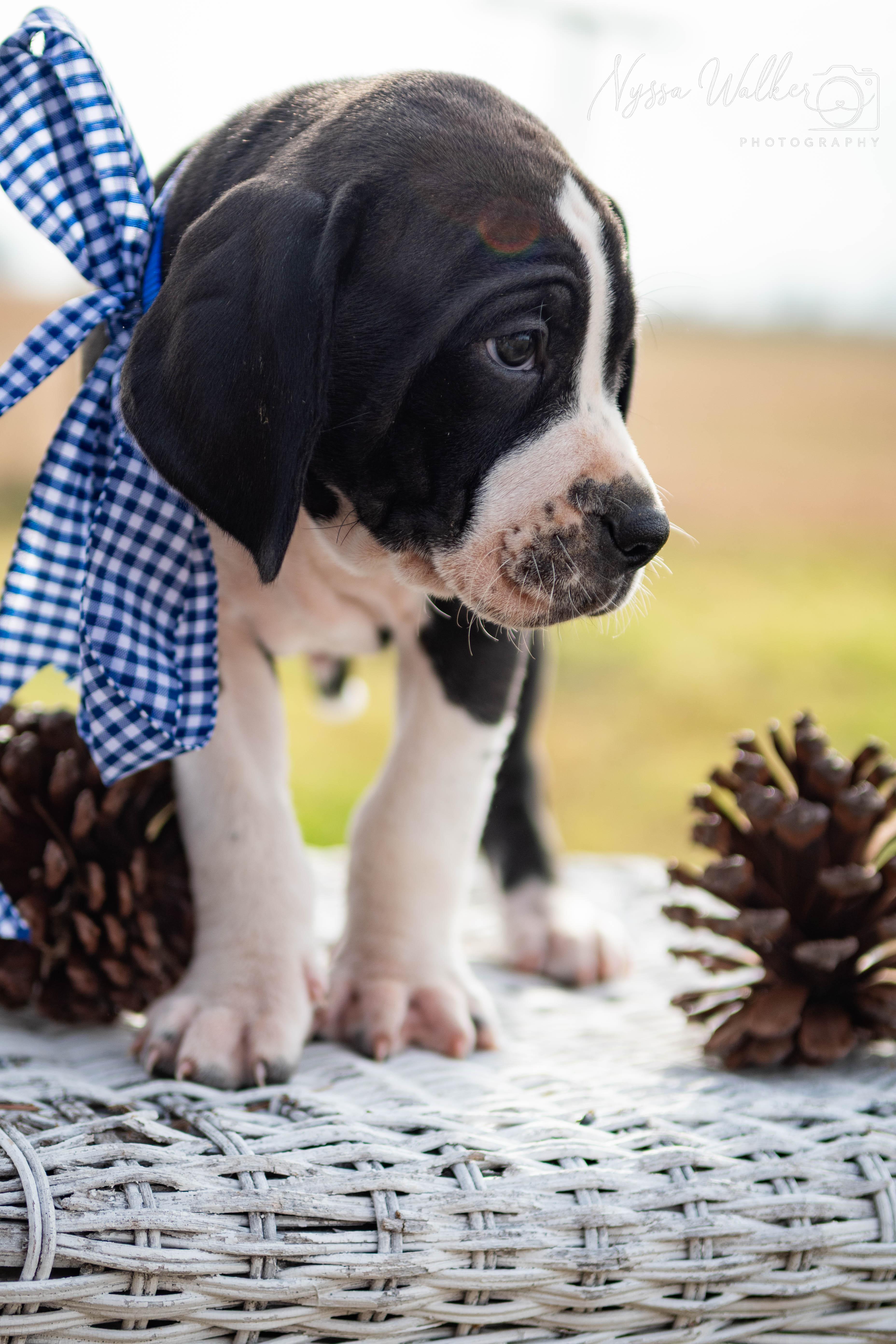 Enlarge Hawthorn (Male), a Adoptable English Coonhound in TULSA, OK image 2/6