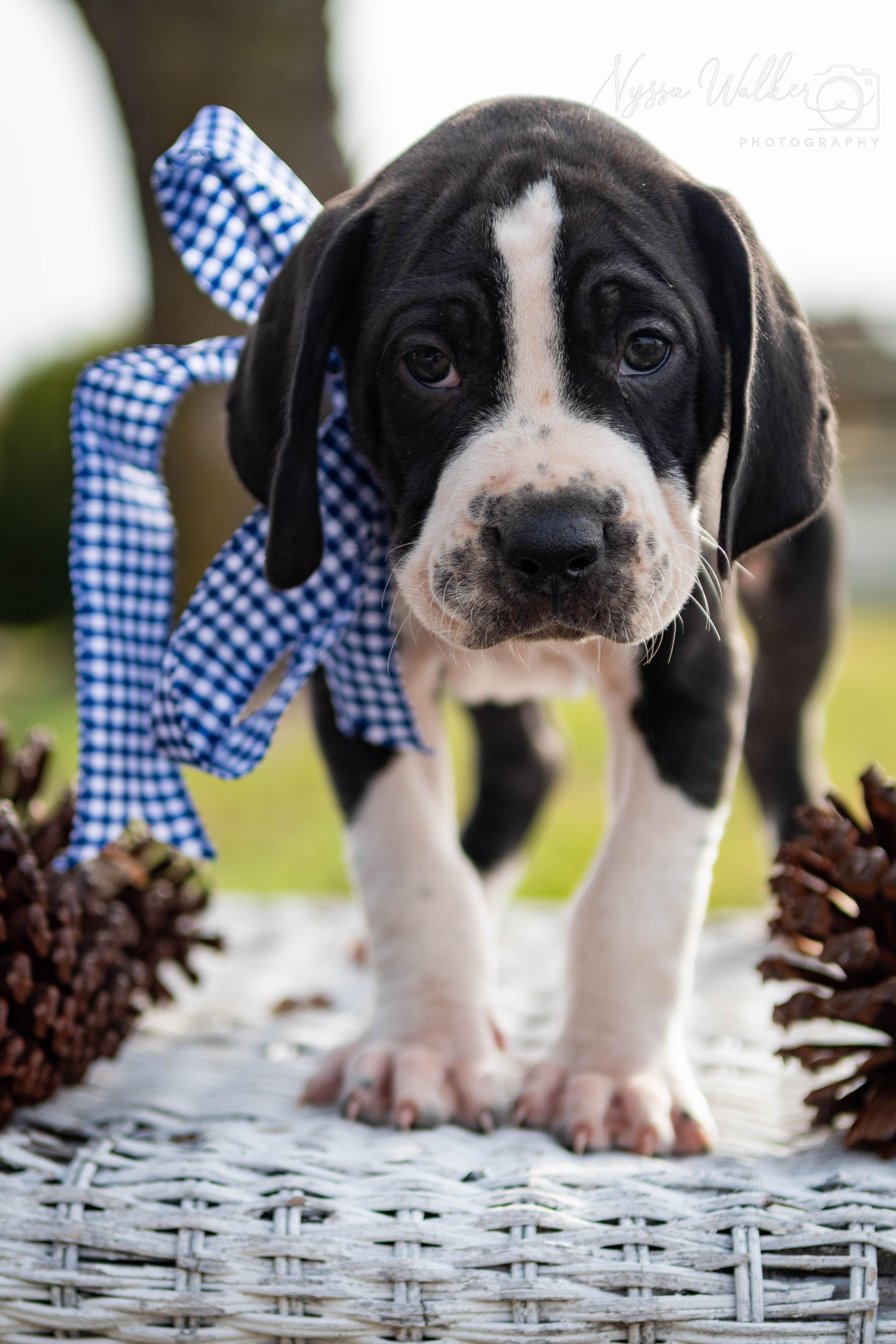 Enlarge Hawthorn (Male), a Adoptable English Coonhound in TULSA, OK image 1/6