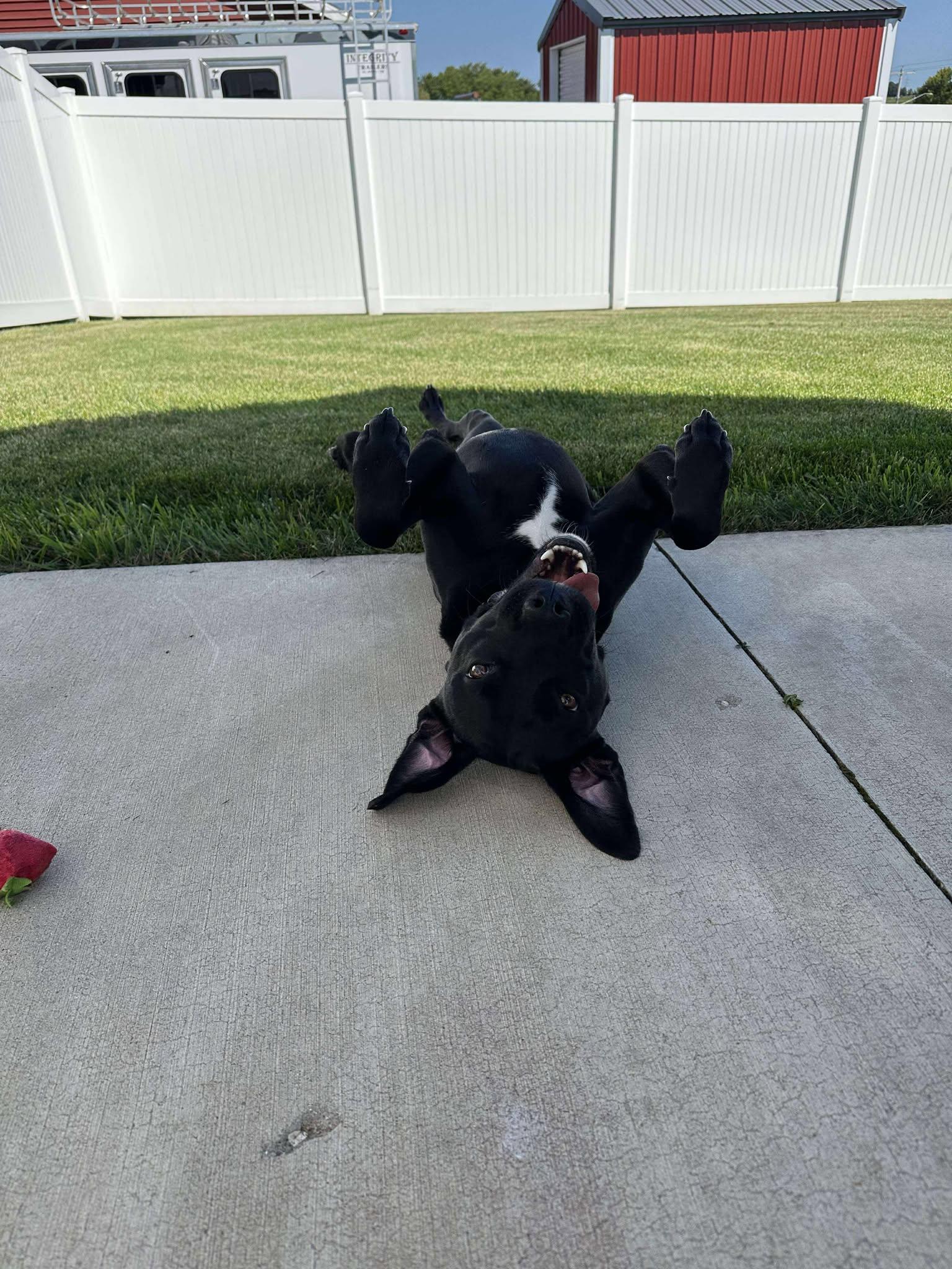 Georgia, a Adoptable mixed breed in Sheboygan, WI image 6/6