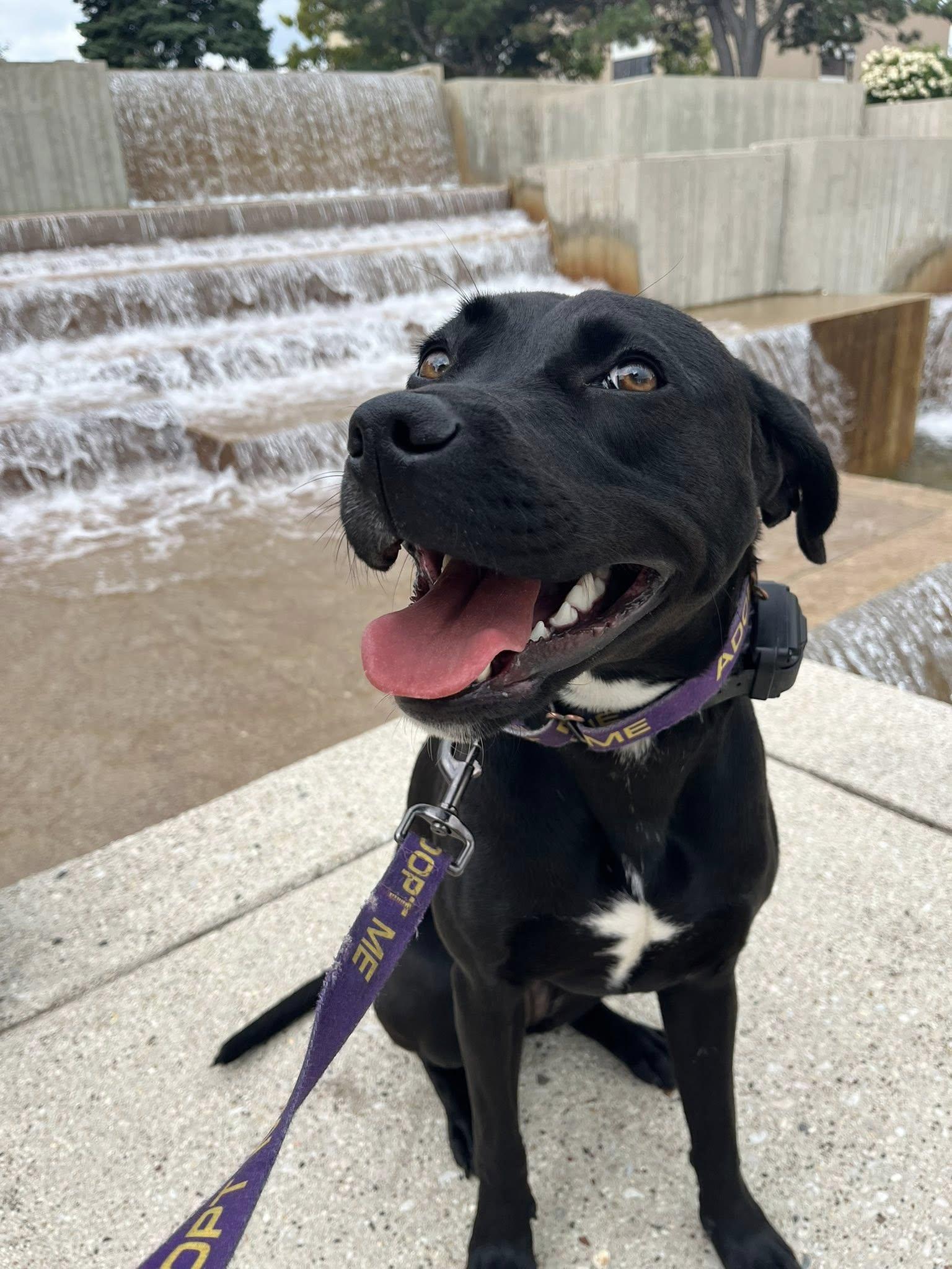 Georgia, a Adoptable mixed breed in Sheboygan, WI image 3/6