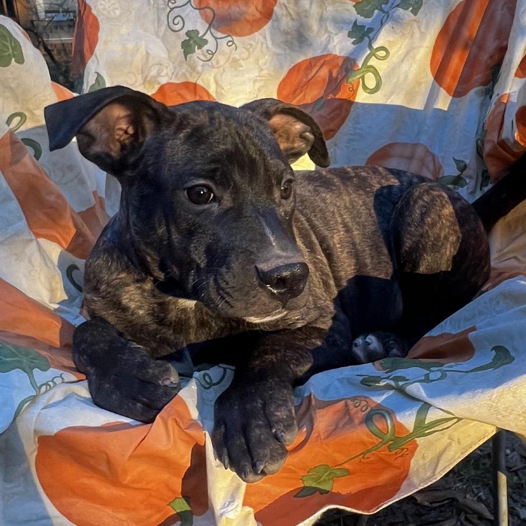 George, Adoptable, Puppy Male Hound.