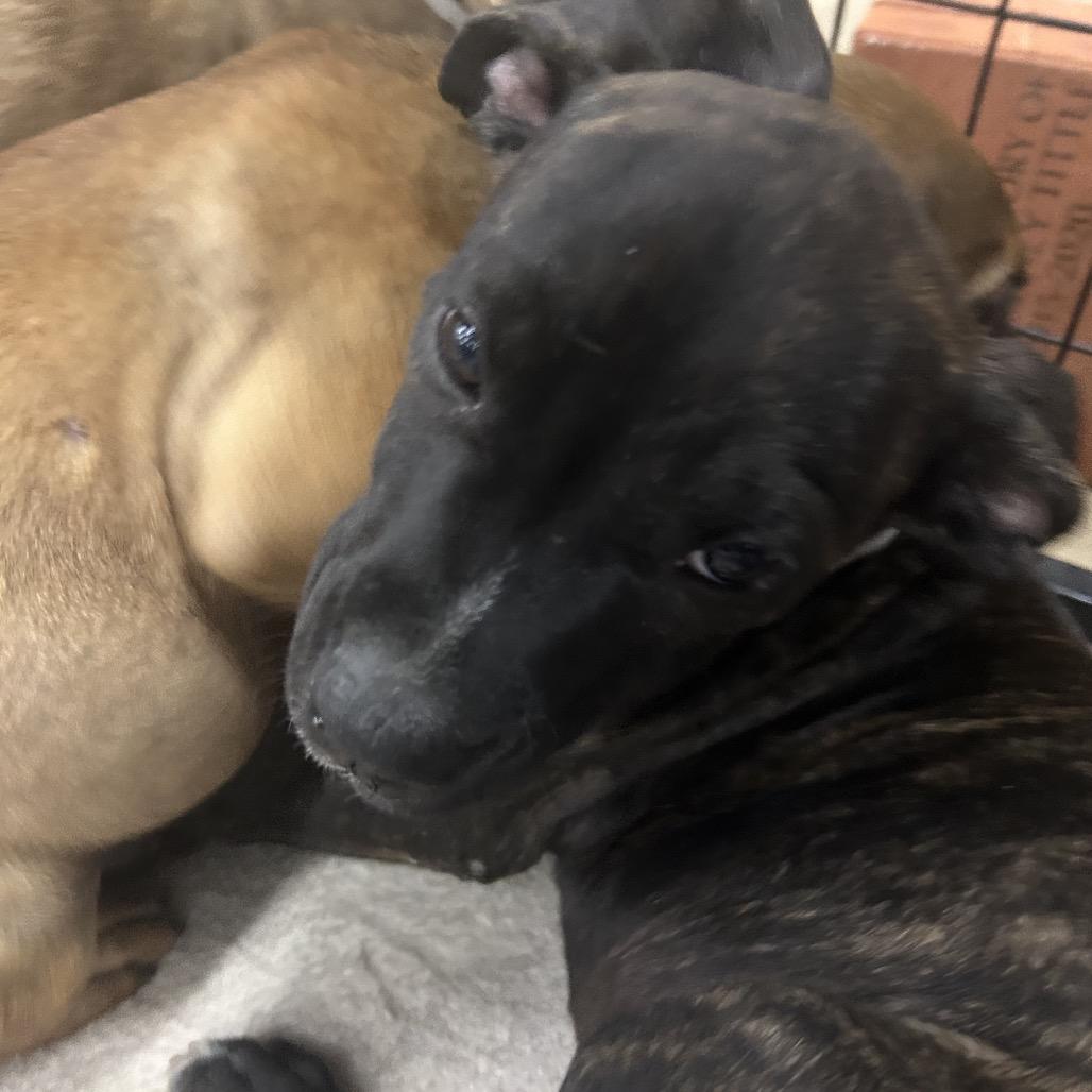 George, a Adoptable Hound in Parrish, AL image 2/6