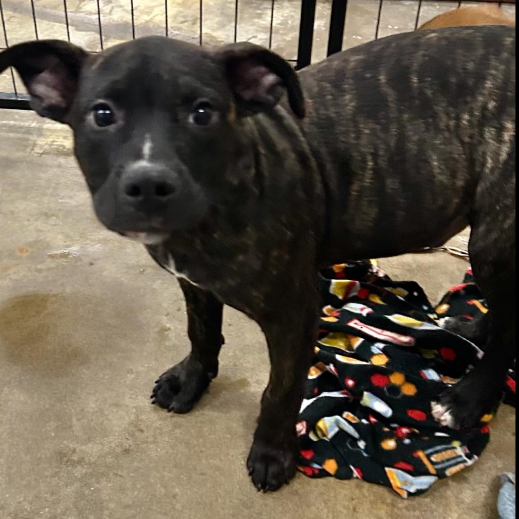 George, a Adoptable Hound in Parrish, AL image 3/6