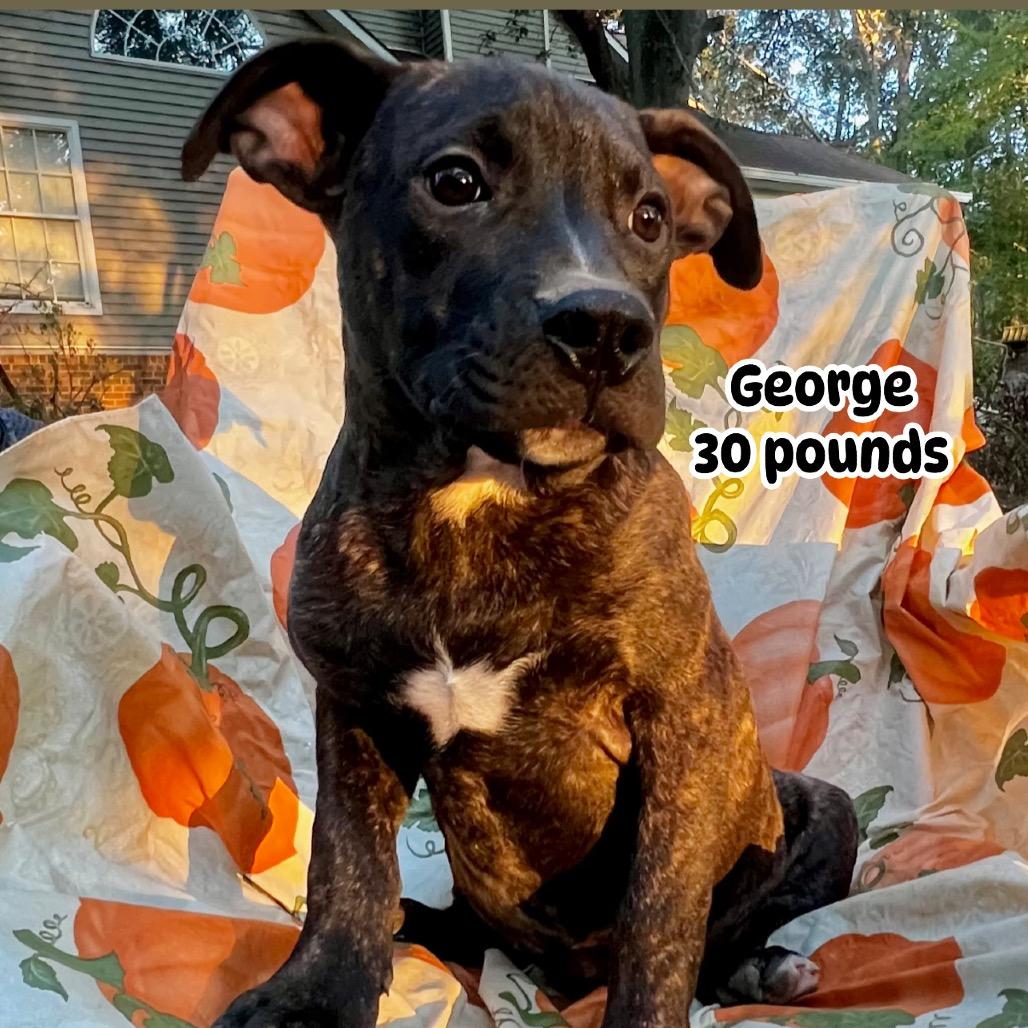 George, a Adoptable Hound in Parrish, AL image 4/6