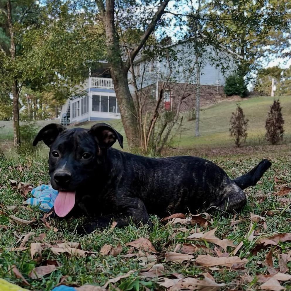 George, a Adoptable Hound in Parrish, AL image 5/6