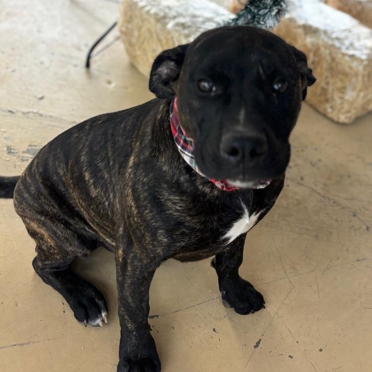 George, Adoptable, Puppy Male Hound.