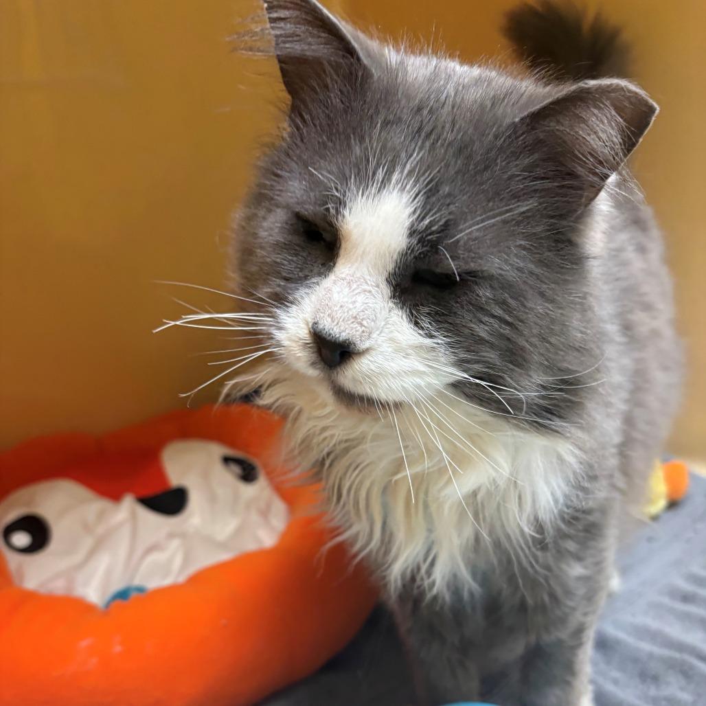 Enlarge Quill, a Adoptable Domestic Long Hair in East Hanover, NJ image 1/5