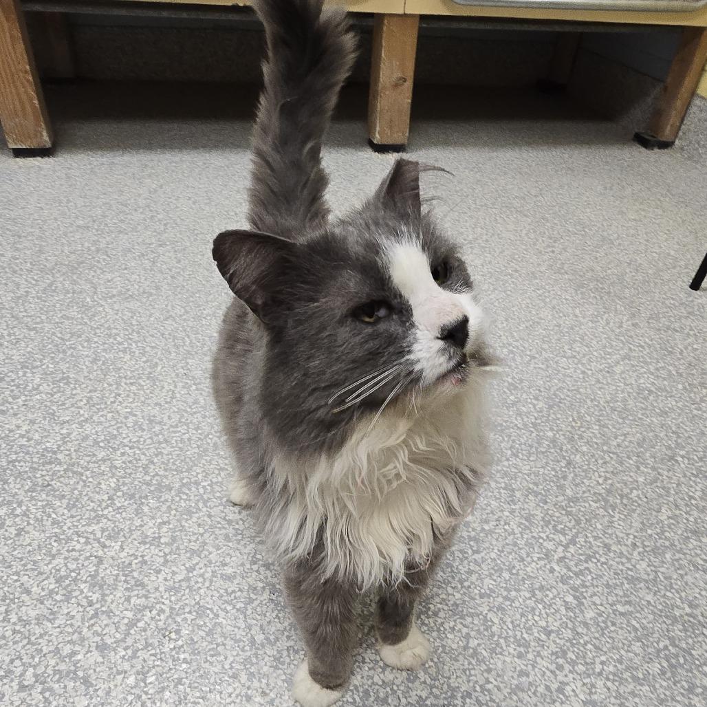 Enlarge Quill, a Adoptable Domestic Long Hair in East Hanover, NJ image 2/5