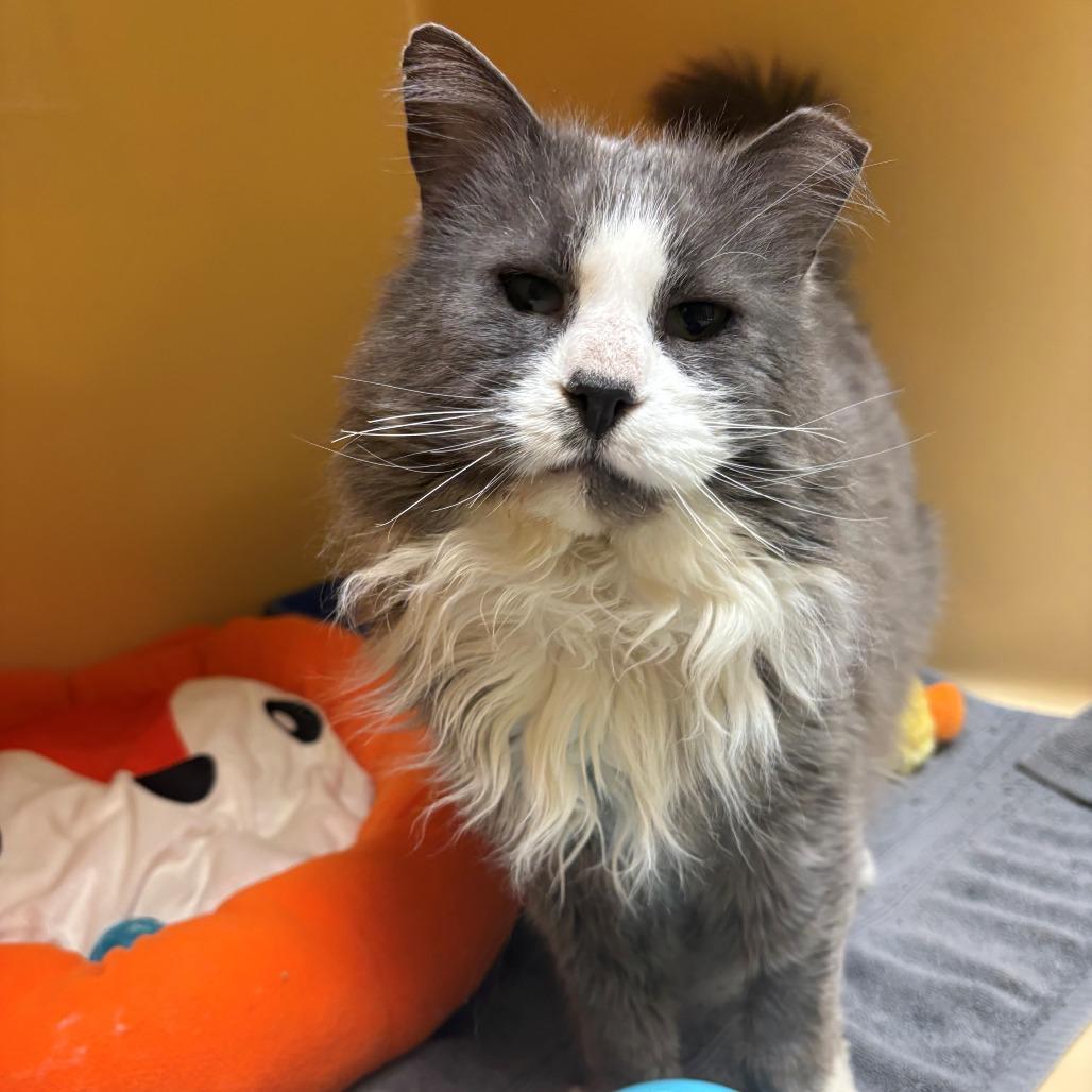 Enlarge Quill, a Adoptable Domestic Long Hair in East Hanover, NJ image 3/5