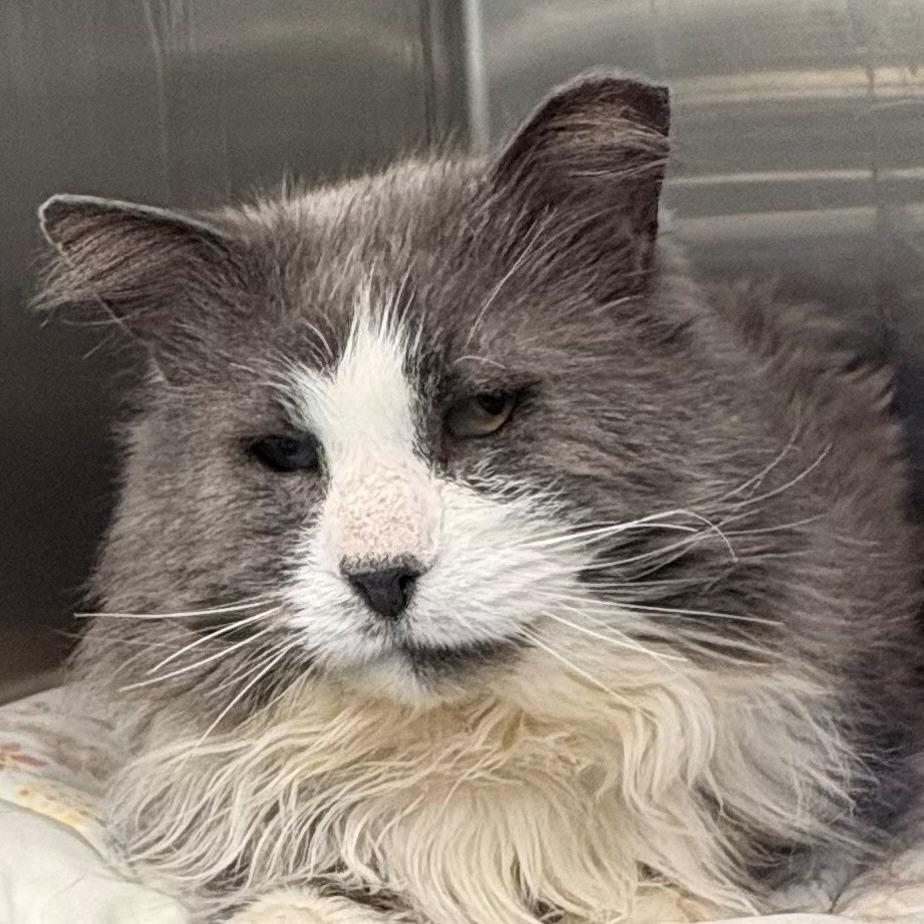 Enlarge Quill, a Adoptable Domestic Long Hair in East Hanover, NJ image 4/5