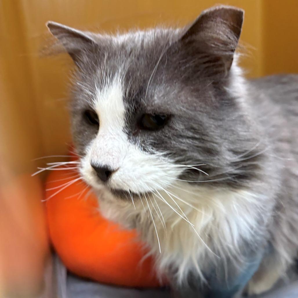 Enlarge Quill, a Adoptable Domestic Long Hair in East Hanover, NJ image 5/5