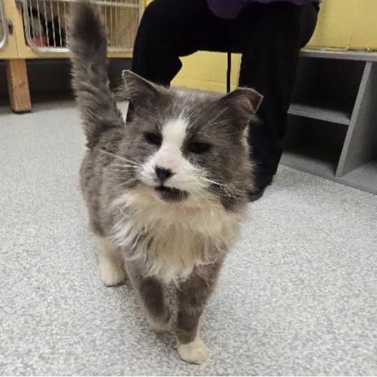 Enlarge Quill, a Adoptable Domestic Long Hair in East Hanover, NJ image 6/6