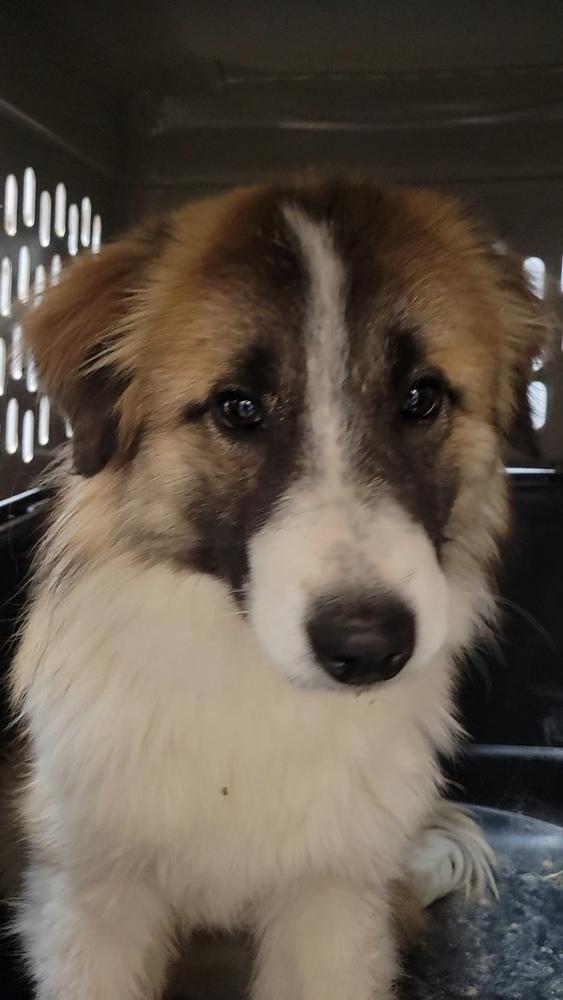 Atlas, Adoptable, Young Male Great Pyrenees.