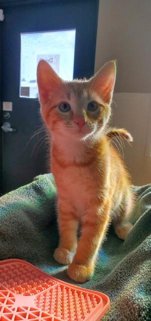 Enlarge Archie, a Adopted mixed breed in Barron, WI image 1/3