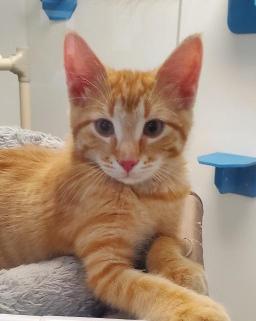 Enlarge Archie, a Adopted mixed breed in Barron, WI image 3/3