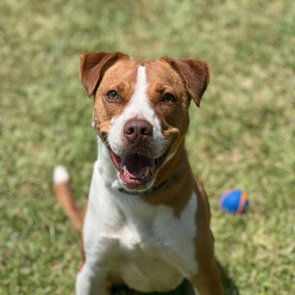 Enlarge TEX, a Adoptable mixed breed in Weatherford, TX image 1/5