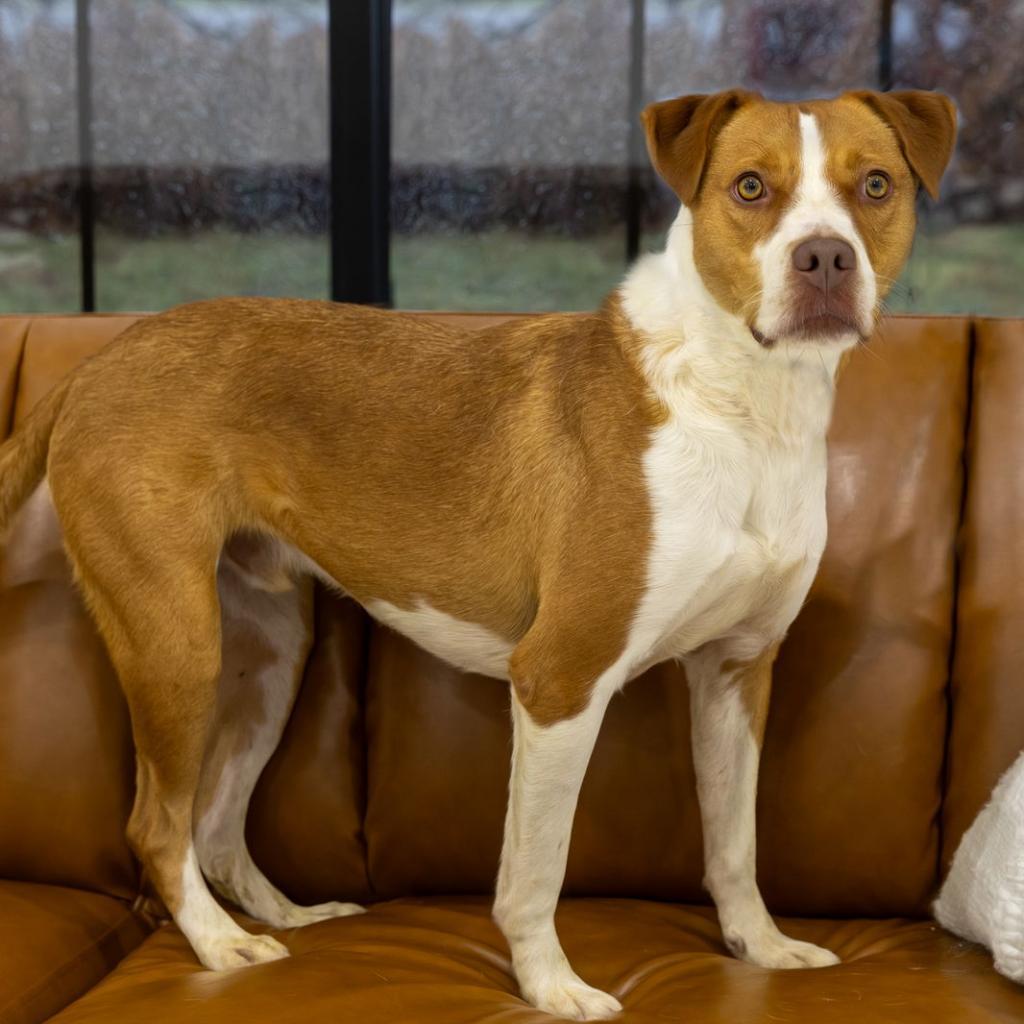 Enlarge TEX, a Adoptable mixed breed in Weatherford, TX image 2/5