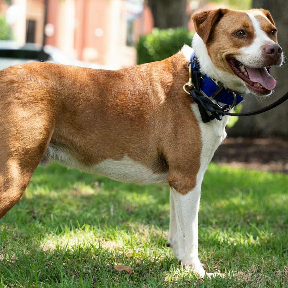 Enlarge TEX, a Adoptable mixed breed in Weatherford, TX image 1/3