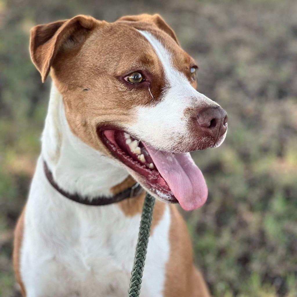 Enlarge TEX, a Adoptable mixed breed in Weatherford, TX image 3/3