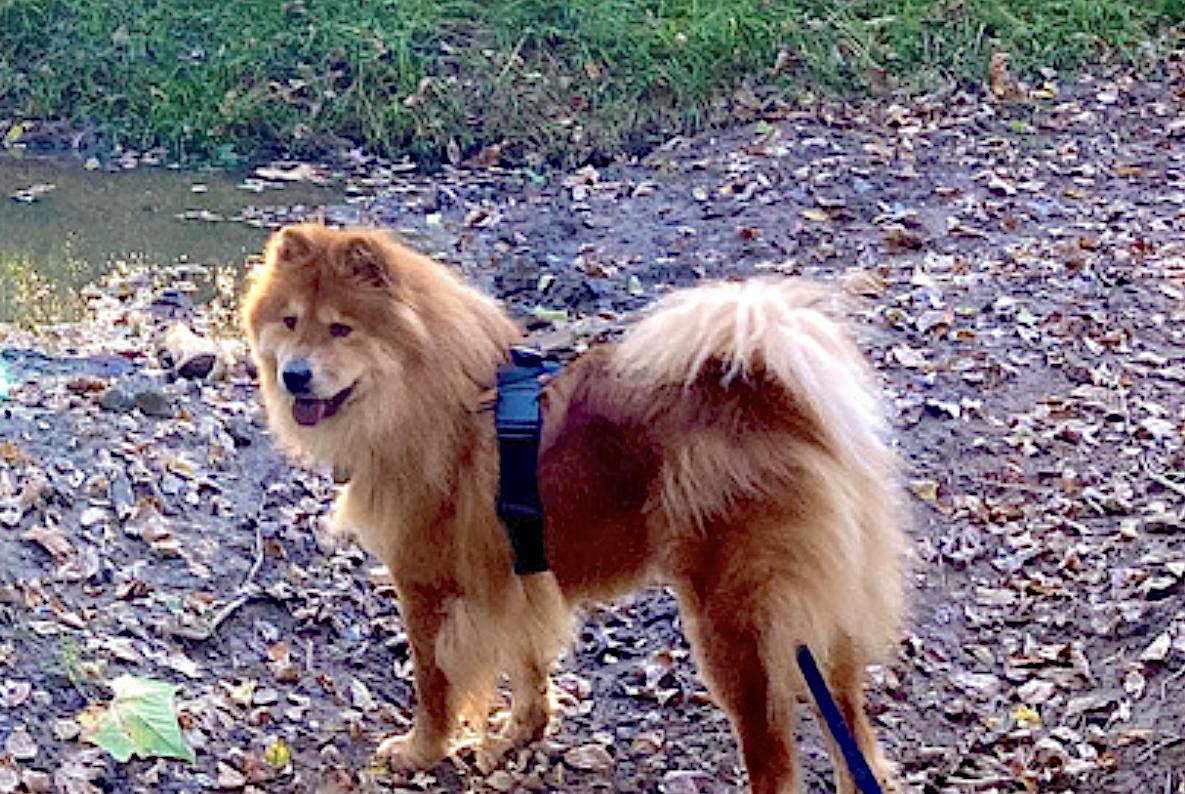 Muffy — thumbnail 2