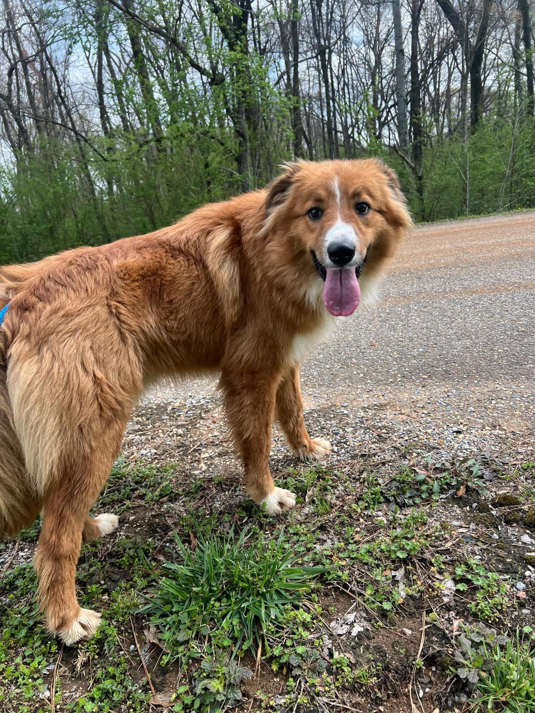 Pluto, Adopted, Adult Male Collie.
