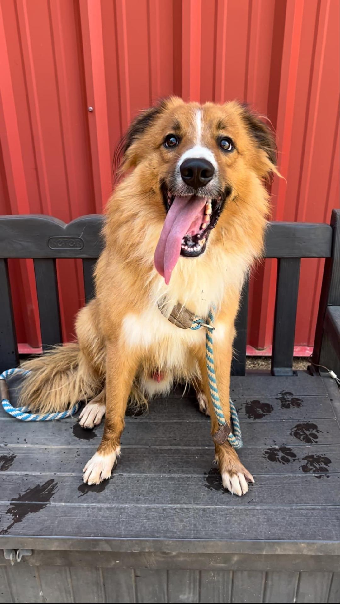 Pluto, a Adopted mixed breed in Sylacauga, AL image 2/3