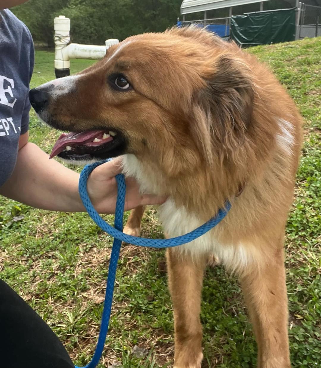 Pluto, a Adopted mixed breed in Sylacauga, AL image 3/3