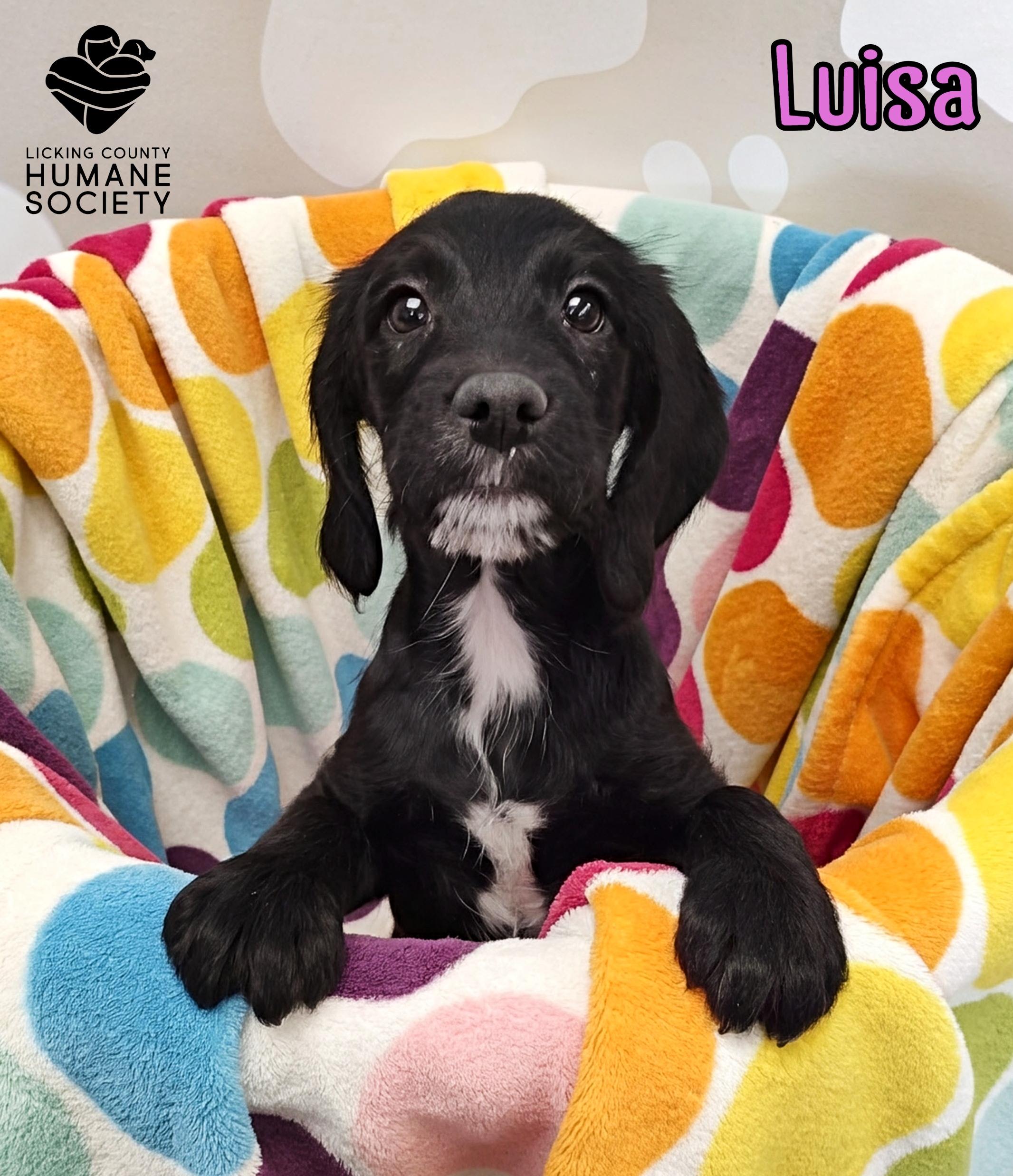 Luisa, adopted, Puppy Female Labrador Retriever & Pit Bull Terrier.
