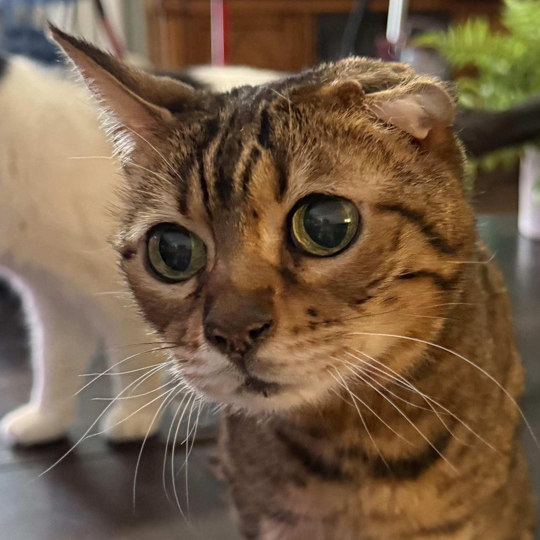 Grandma Evie, Adoptable, Senior Female Domestic Short Hair.