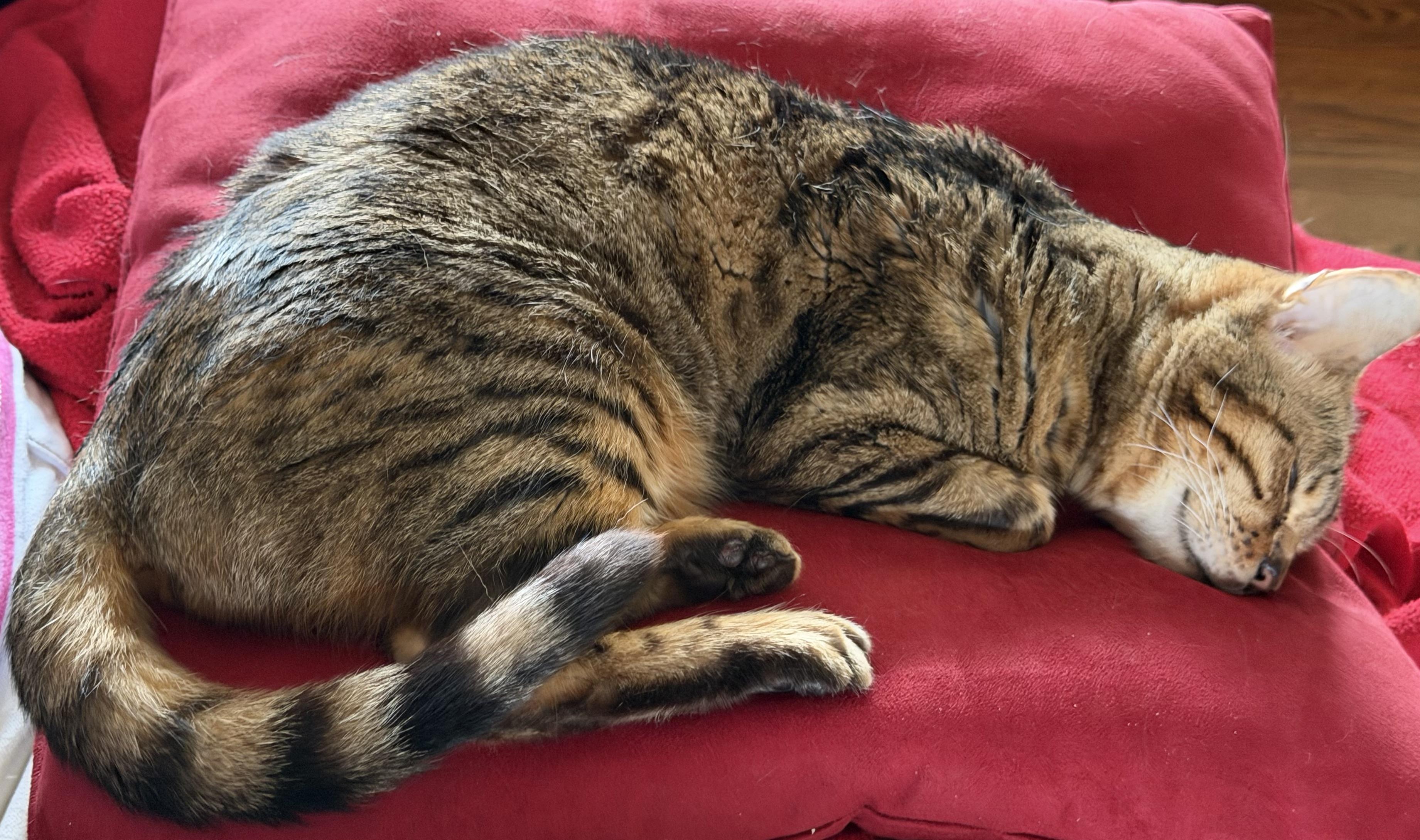 Grandma Evie, an adoptable Domestic Short Hair in Indianapolis, IN image 3/4