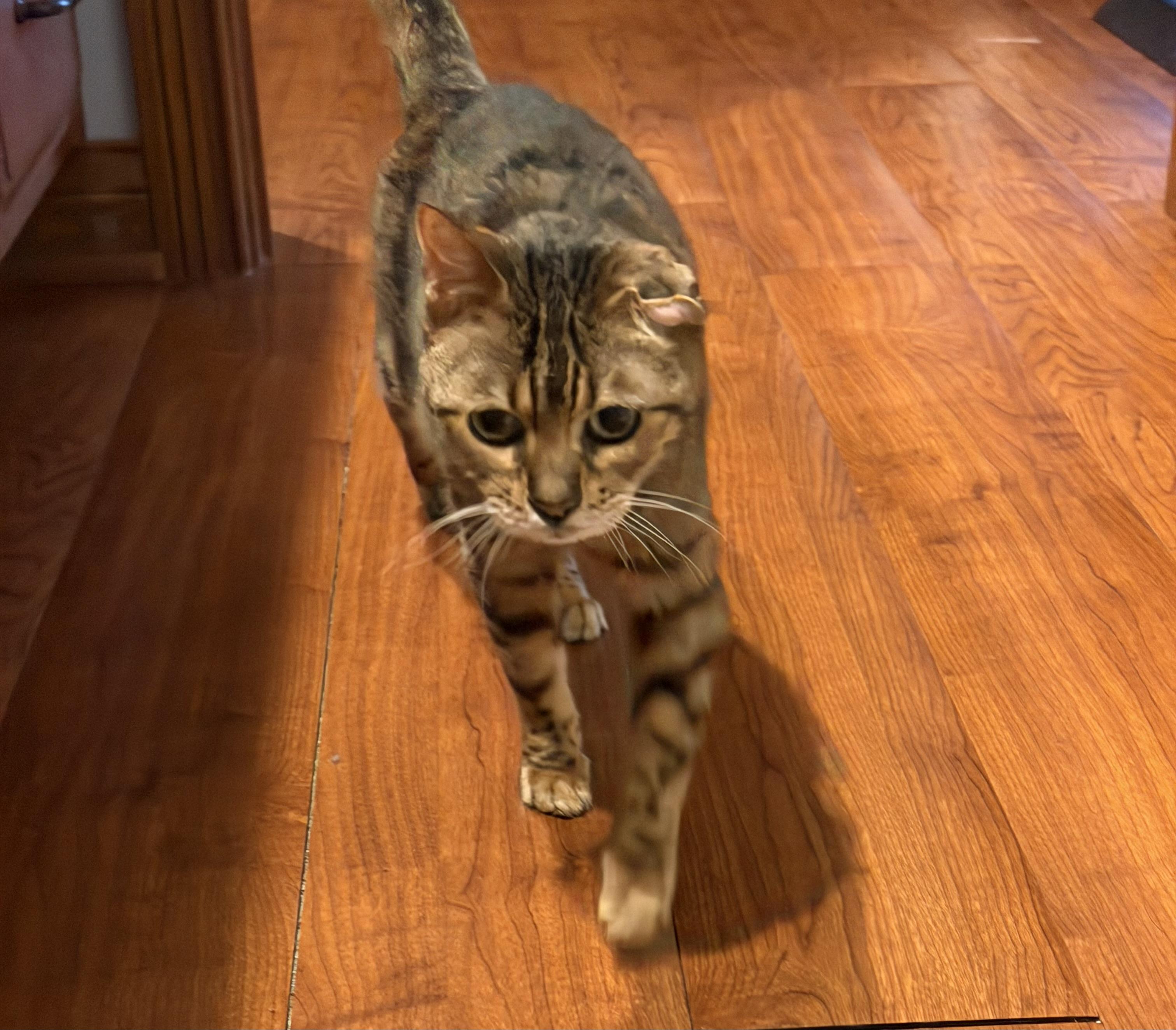 Grandma Evie, an adoptable Domestic Short Hair in Indianapolis, IN image 4/4