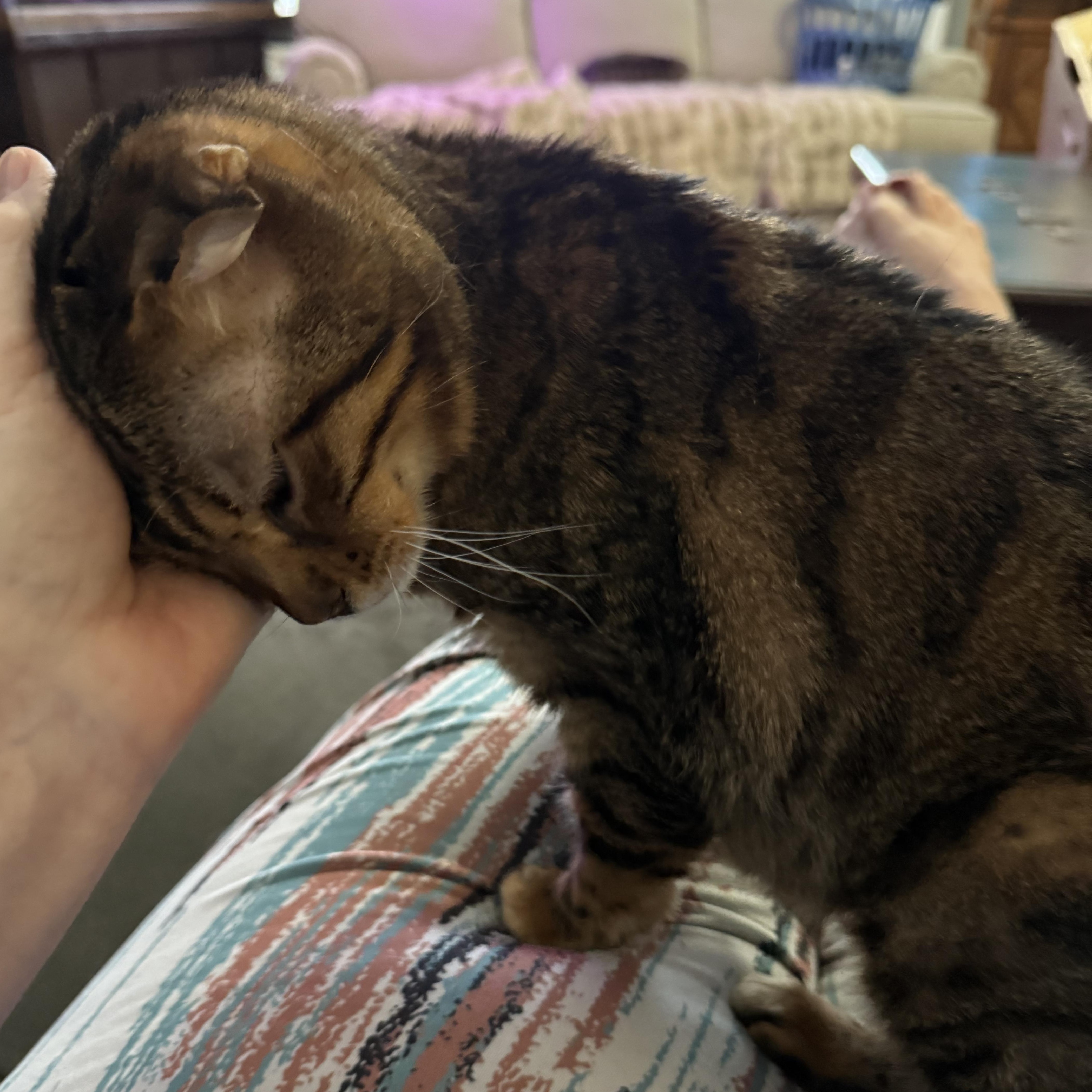 Enlarge Grandma Evie, a Adoptable Domestic Short Hair in Greenwood, IN image 2/2