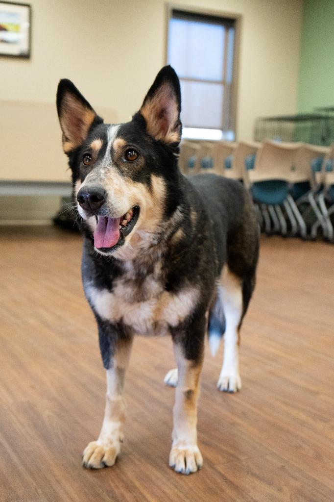 Enlarge Bonanza, a Adoptable mixed breed in Christiansburg, VA image 1/5