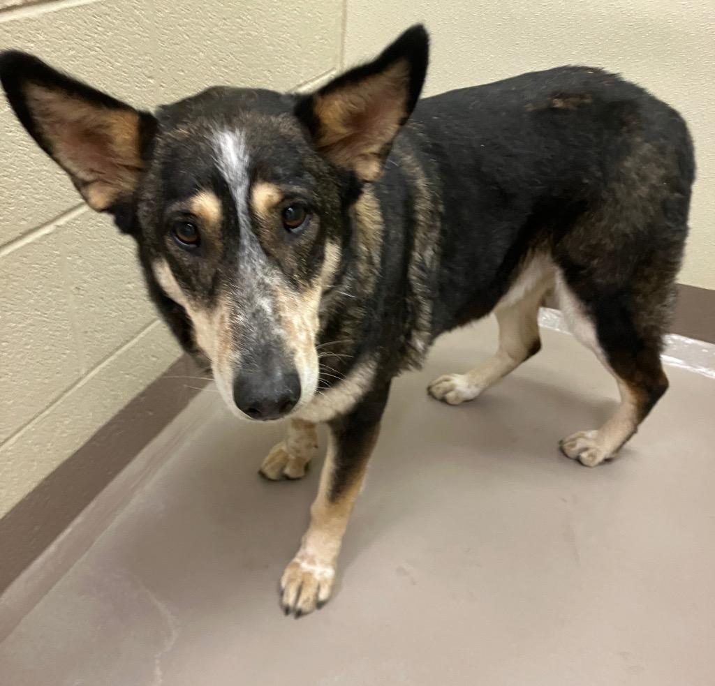 Enlarge Bonanza, a Adoptable mixed breed in Christiansburg, VA image 2/5