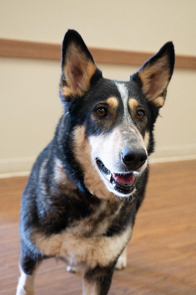 Enlarge Bonanza, a Adoptable mixed breed in Christiansburg, VA image 3/5
