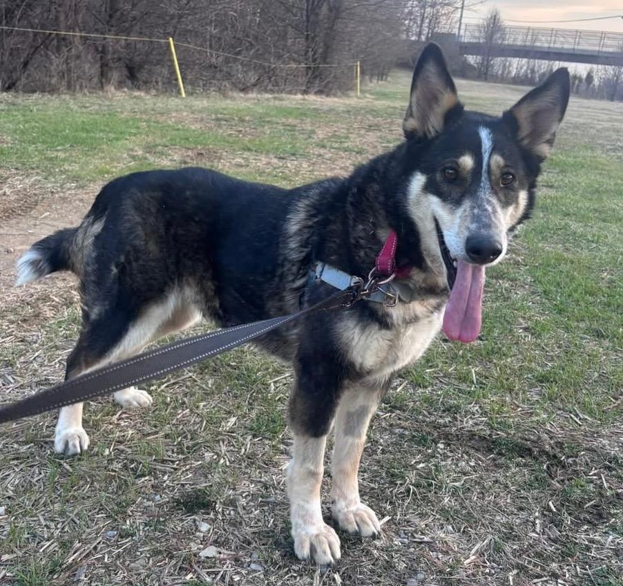 Enlarge Bonanza, a Adoptable mixed breed in Christiansburg, VA image 4/5