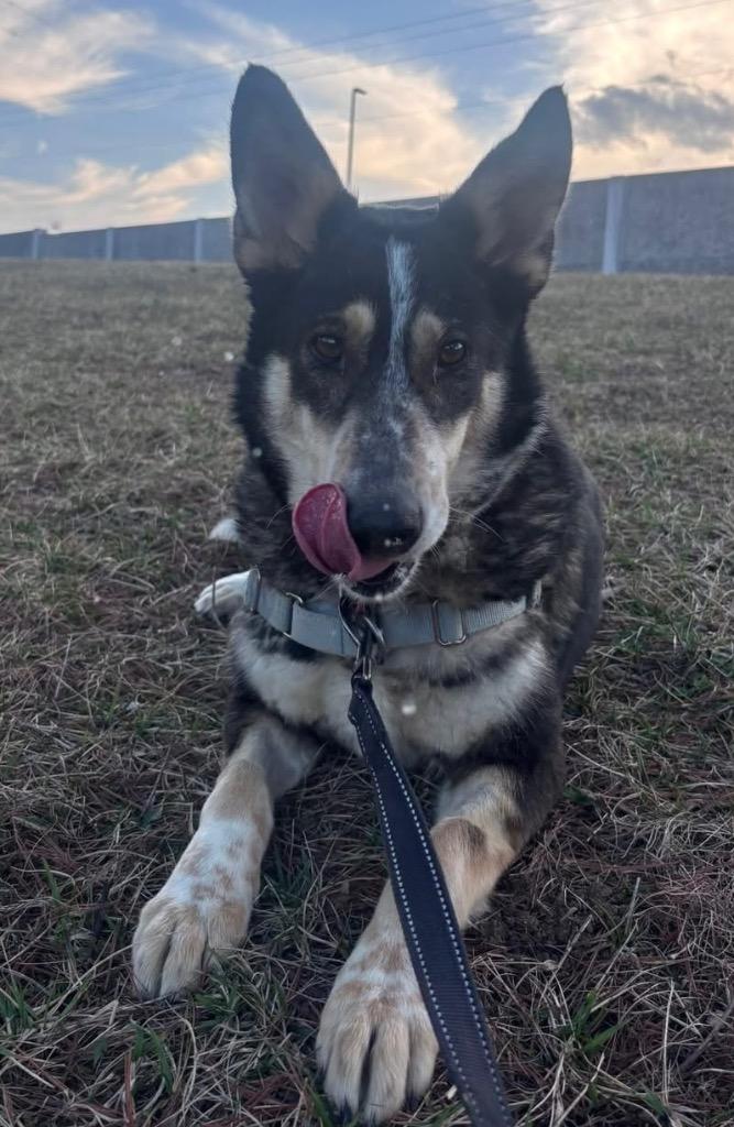 Enlarge Bonanza, a Adoptable mixed breed in Christiansburg, VA image 5/5