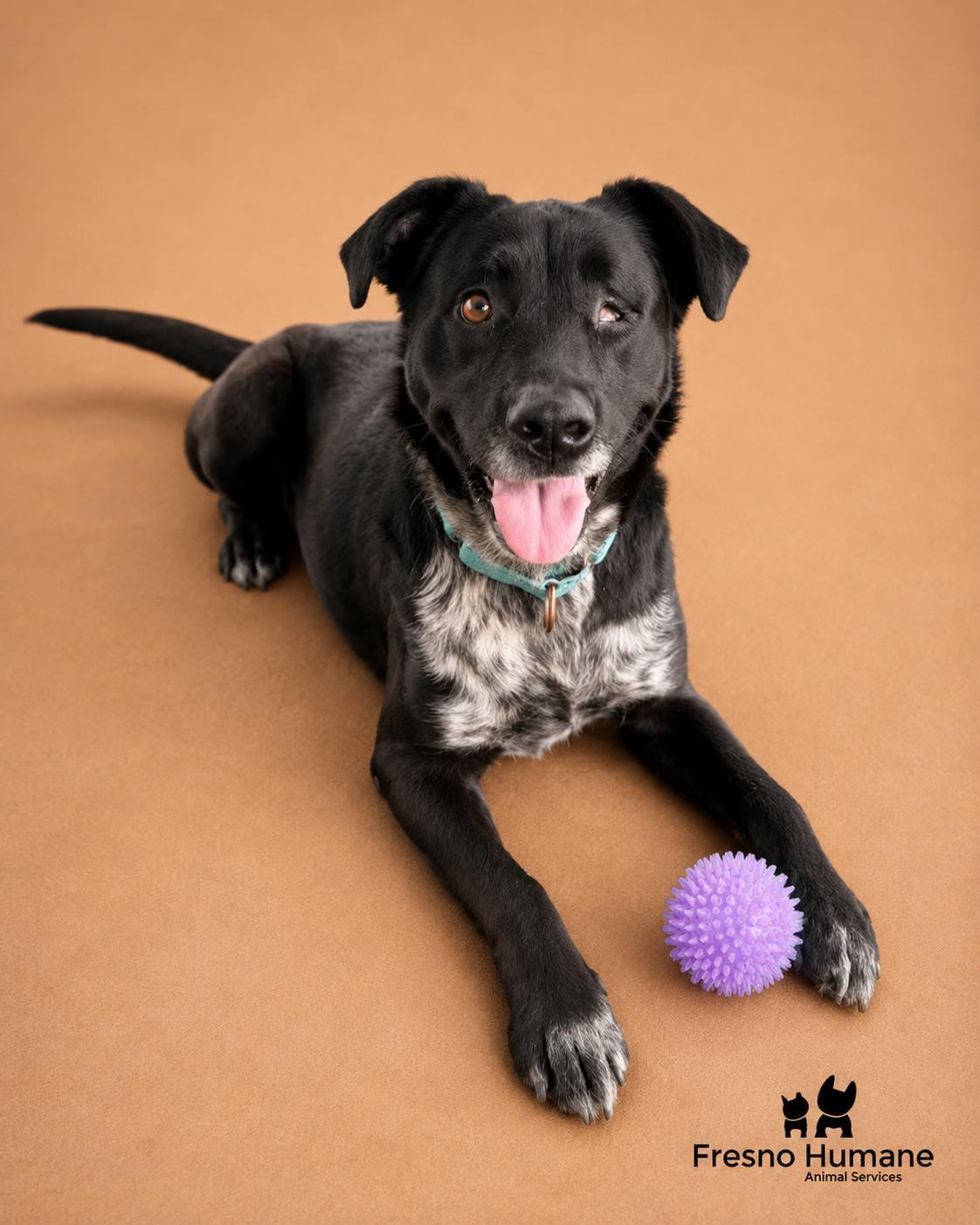 Bloom, a Adoptable mixed breed in Fresno, CA image 1/3