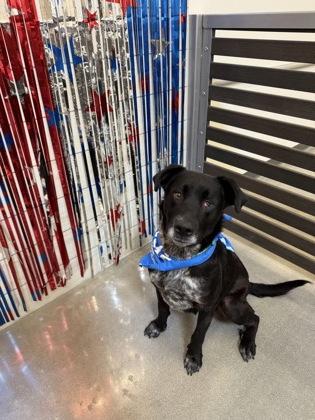 Bloom, a Adoptable mixed breed in Fresno, CA image 2/3