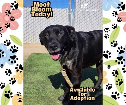 Bloom, a Adoptable mixed breed in Fresno, CA image 3/3